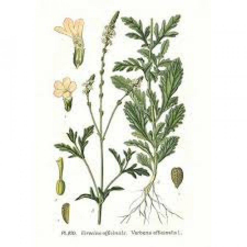 Acqua di Verbena senza parabeni