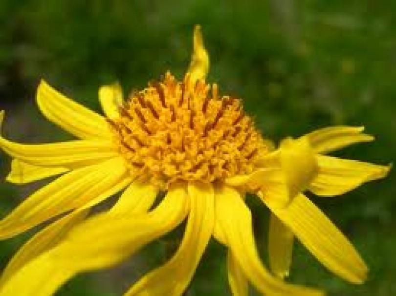 Arnica olio uso cosm. bio
