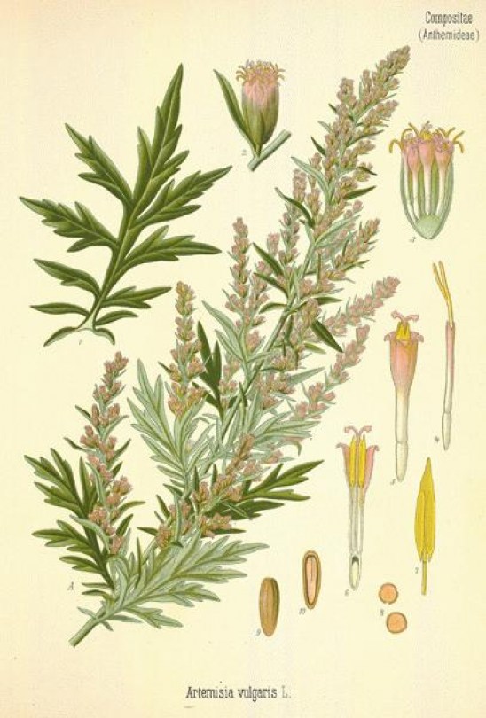 Artemisia olio essenziale puro