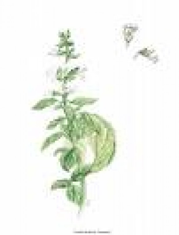 Basilico O.E. naturale puro 