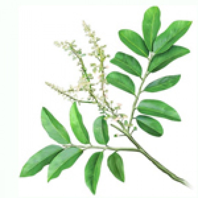 Cabrueva O.E. Naturale