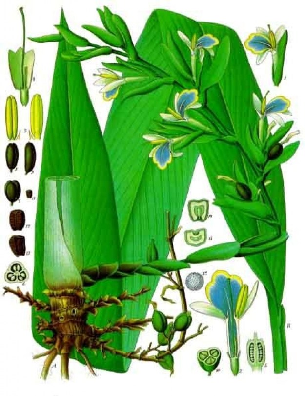 Cardamomo O.E. naturale puro ecocertificato