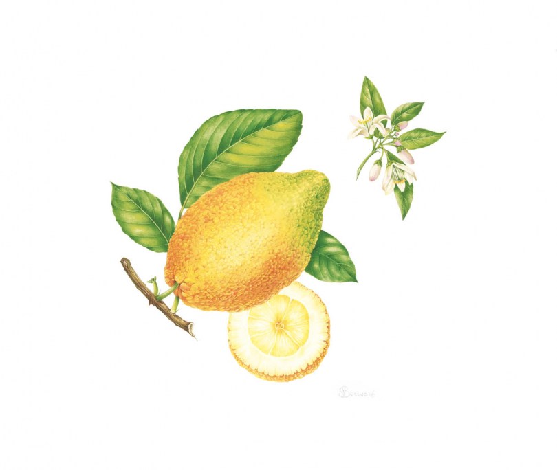 Cedro frutto olio essenziale