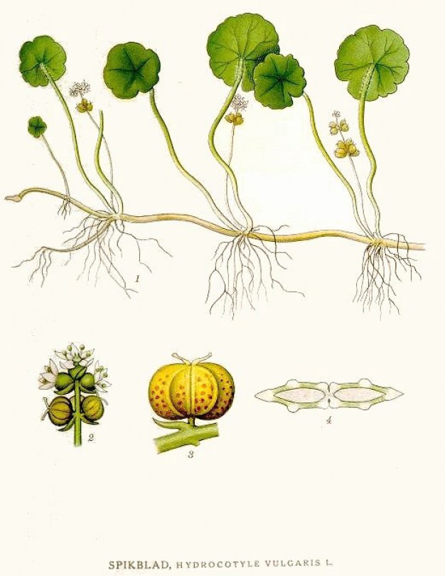 Centella oleolito