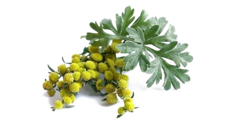 Davana olio essenziale naturale