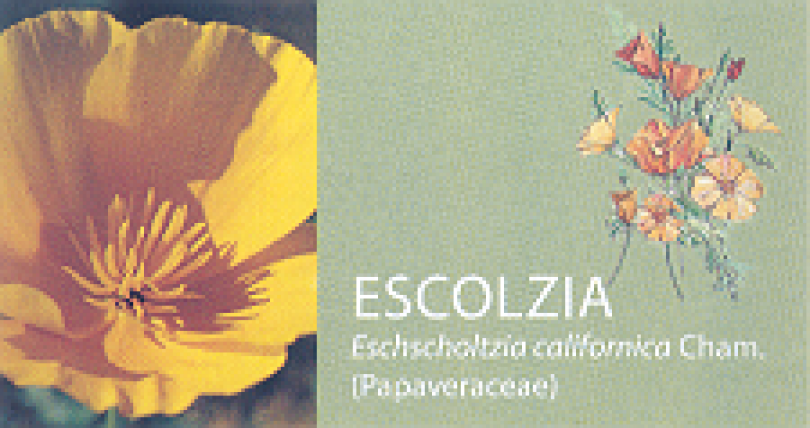 ESCOLZIA