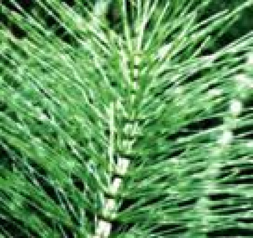 Equiseto E.F. tit. alc. 20°