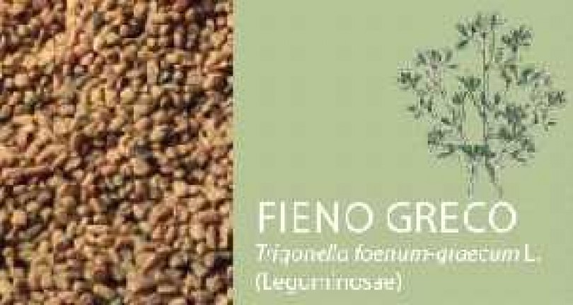 FIENO GRECO
