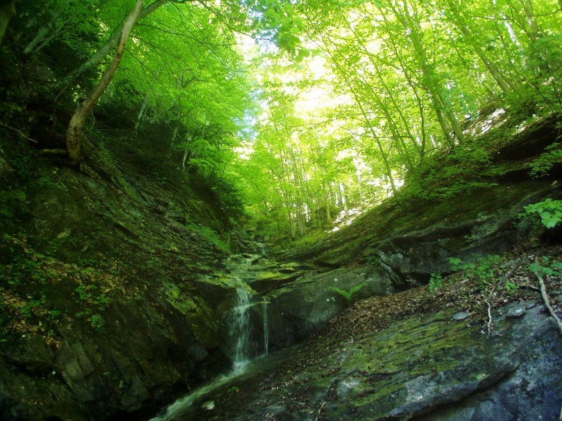 Fragranza Estasi Aromatica