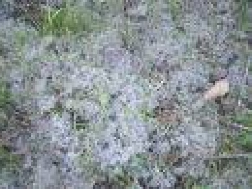 Fragranza Muschio Bianco (essenza naturale)