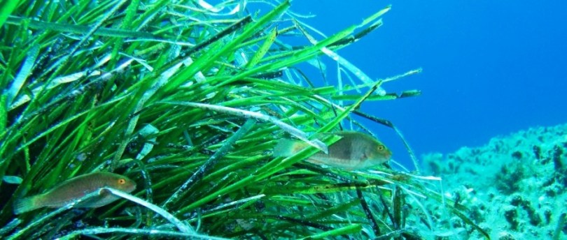 Fragranza Oceano blu