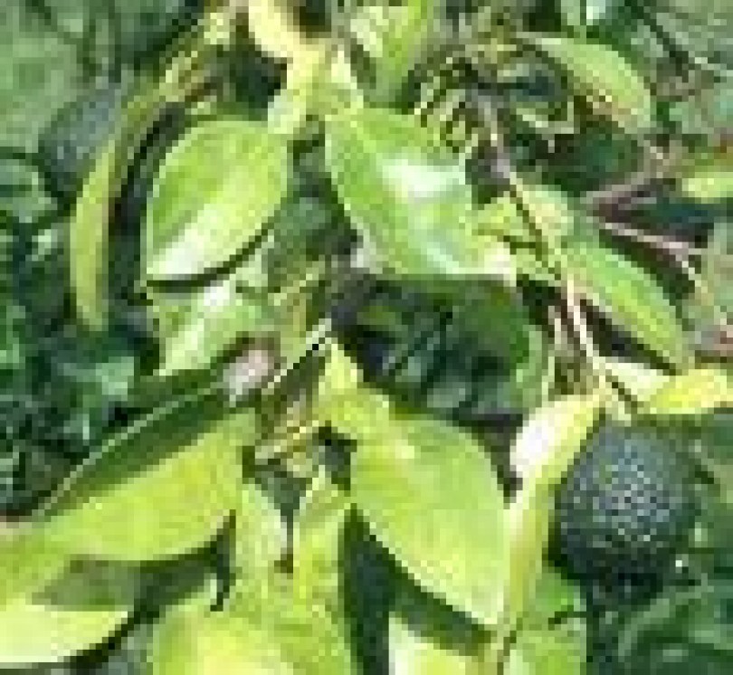 Fragranza Petitgrain