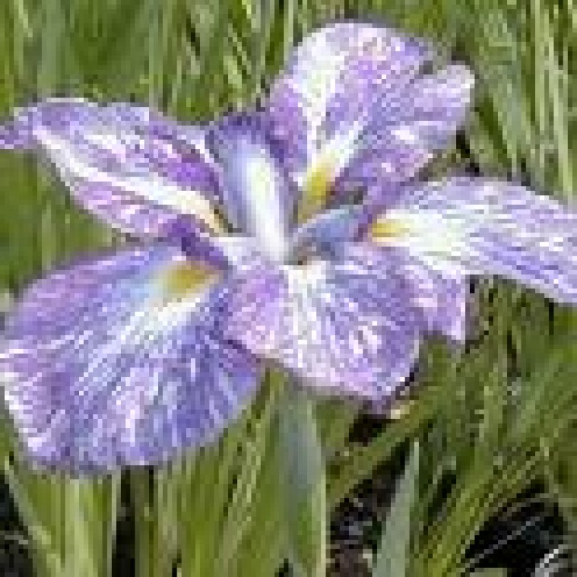 Fragranza iris florentina