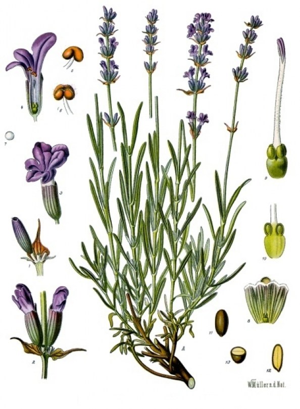 Lavanda E.F. 1:1 gr.alc. 50%* 