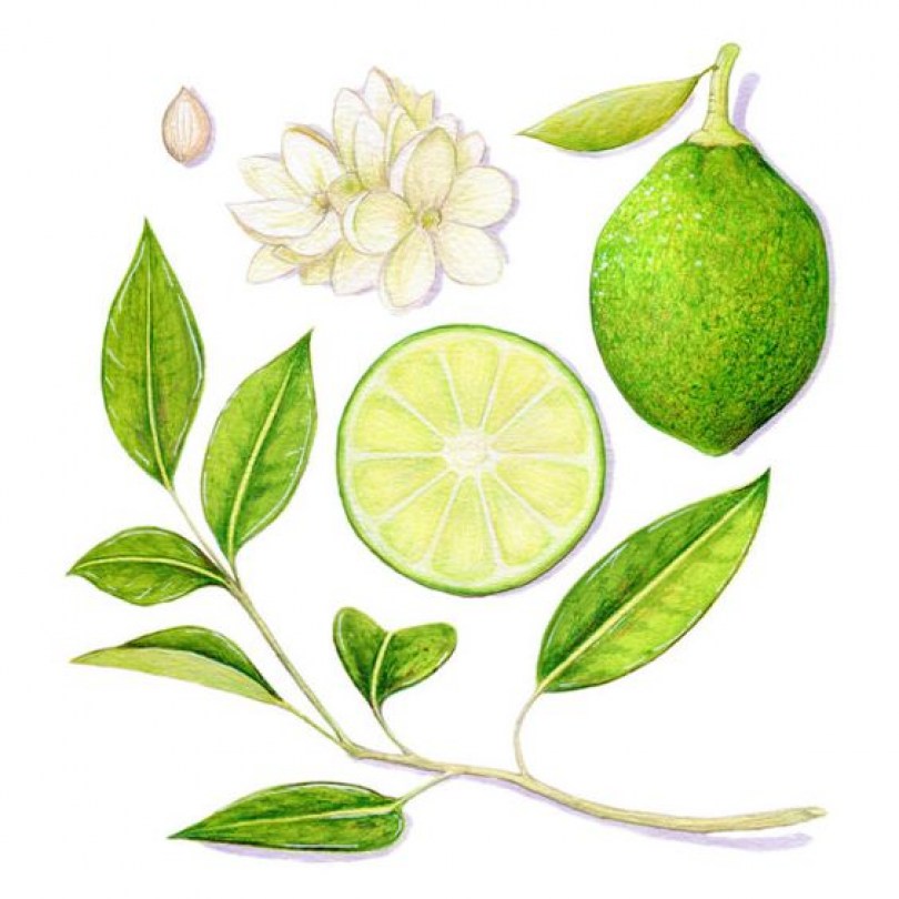 Lime O.E. naturale puro