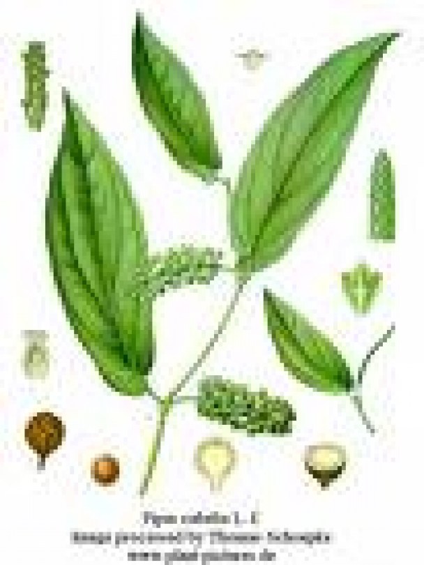 Litzea cubeba o.e. puro