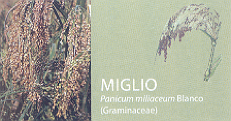 MIGLIO