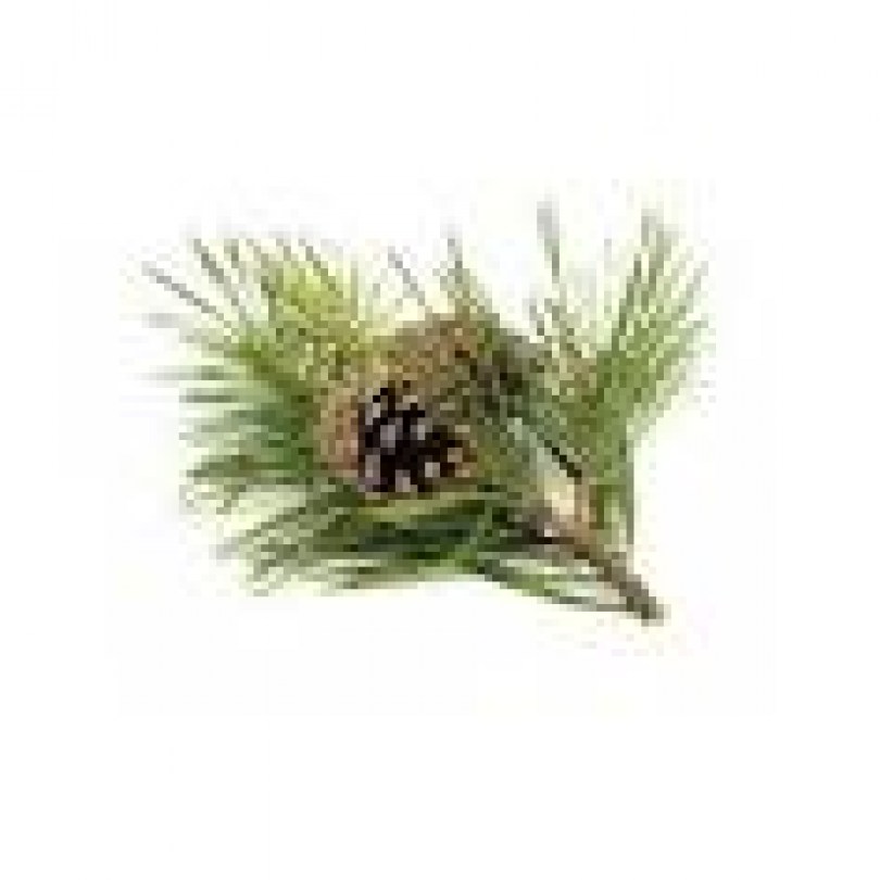 Pino silvestre crioestratto di gemme