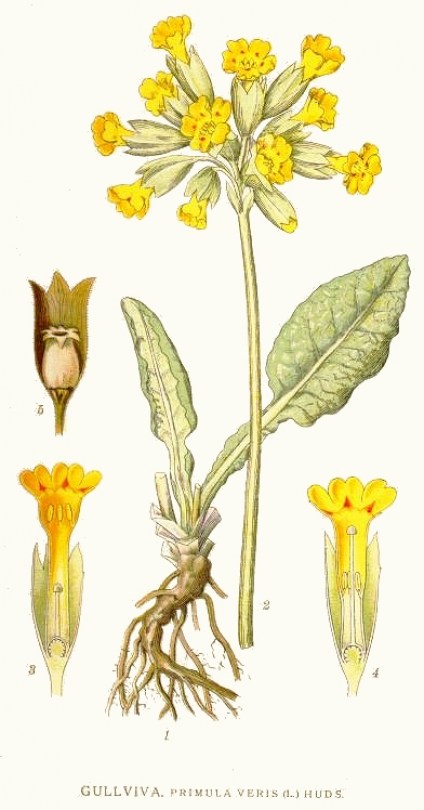 Primula fiori E.F.