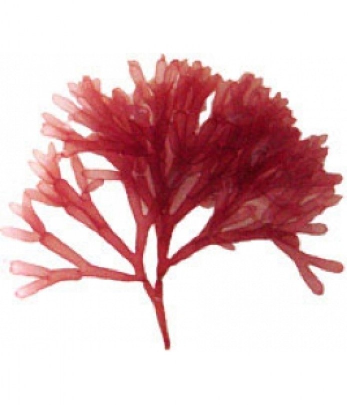 Red Alga Gel