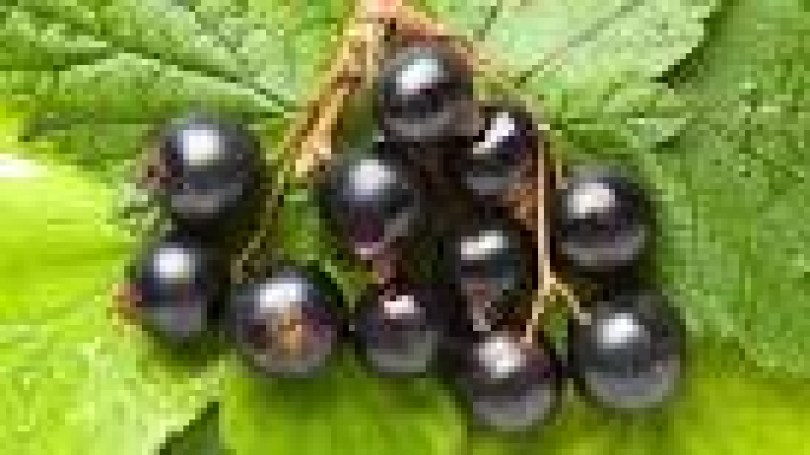 Ribes nero crioestratto di gemme