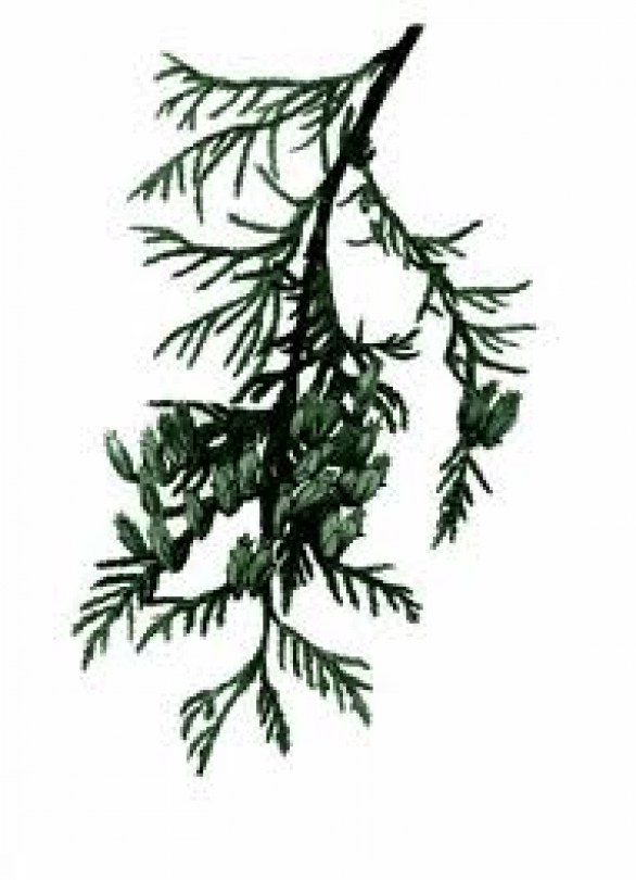 Cedro foglie olio essenziale (Thuia)