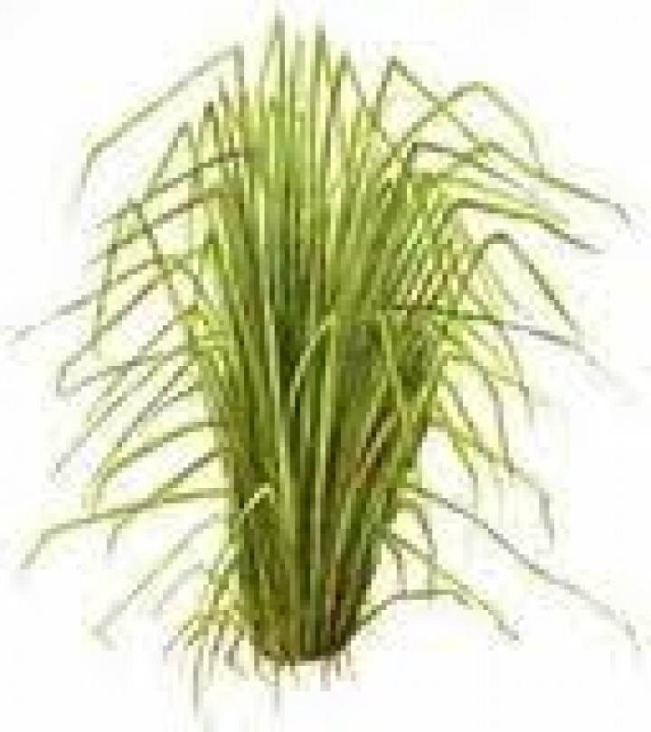 VETYVER DI GIAVA ESSENZA