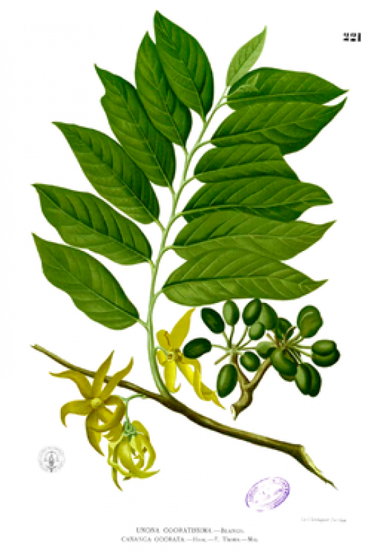 Ylang ylang O.E. naturale*
