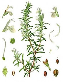 220px-Rosmarinus_officinalis_-_Köhler–s_Medizinal-Pflanzen-258