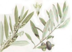 Cera d'olivo bio
