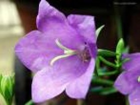 Fragranza violetta
