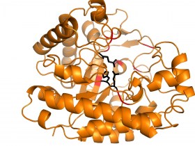 Peptide Hydra Plus