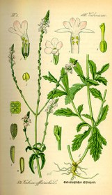 Verbena di Grasse o.e. naturale puro